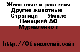 Животные и растения Другие животные - Страница 2 . Ямало-Ненецкий АО,Муравленко г.